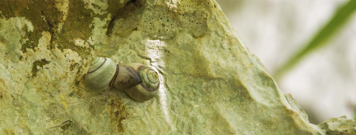 Variété de mollusques dans la nature de Pinar del Río